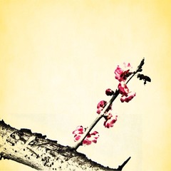 春