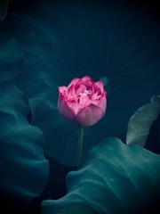 BD88E14B-5233-48D1-82EB-2C60ECE05414/L0/001