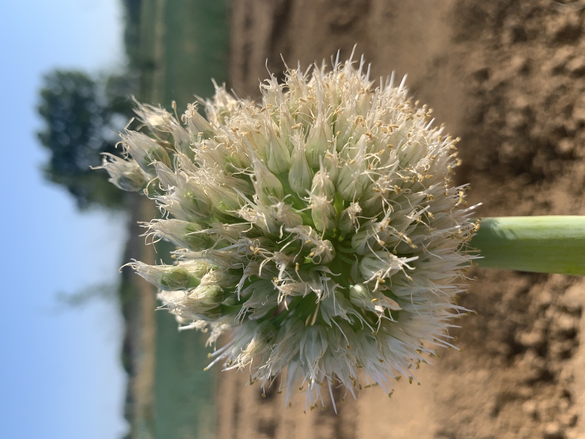 葱苔苔 - 影印时光 - 图虫