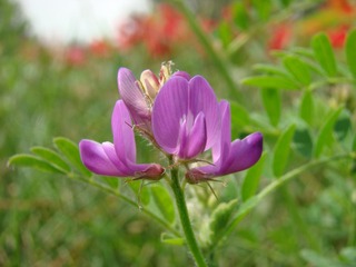 小花亦灿烂