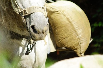 _MG_5495x.jpg