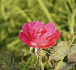 64D9F731-979A-49CD-940A-300951A0197B/L0/001