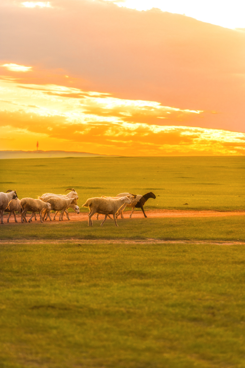 夕阳中的羊群