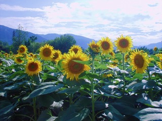 2F7E82E8-4DF4-4156-AC87-3BD544F34B63/L0/001