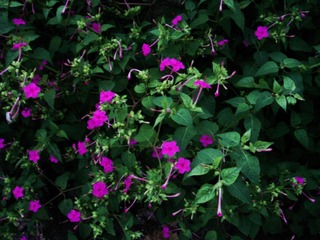 5A6EEC26-E0BD-48C6-81E1-BE3D44BD707C/L0/001