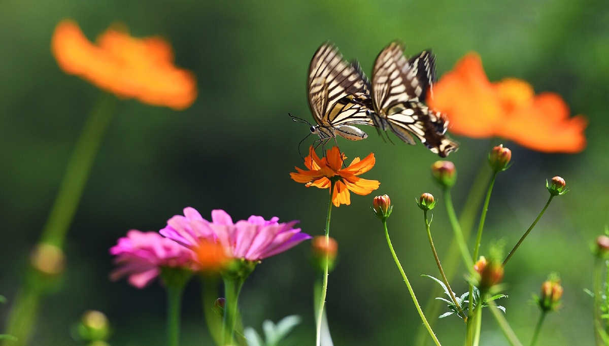 蝴蝶在花丛中飞来飞去,相爱相伴.宋洪涛743关注