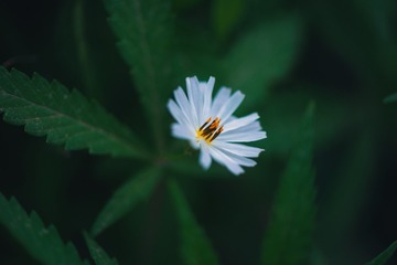 1450183