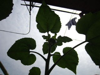 IMG_1058.JPG
