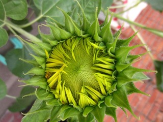 IMG_1064.JPG