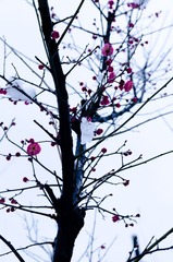 DSC_2025.jpg