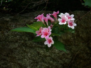 DSCN1189.jpg