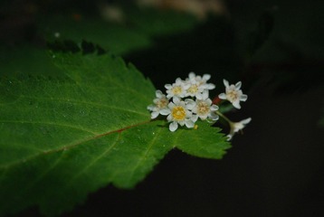 DSC_0105_105.jpg