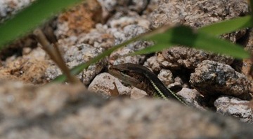 DSC_0085_085.jpg