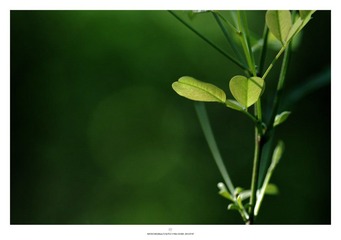 DSC_0507.jpg