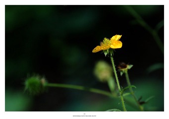 DSC_0559.jpg