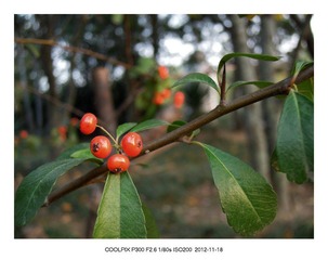DSCN2555.jpg