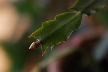 DSC_0137_468.JPG