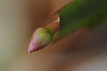 DSC_0145_465.JPG