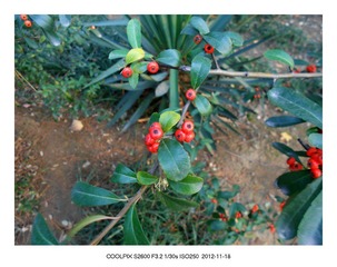 DSCN0092.jpg