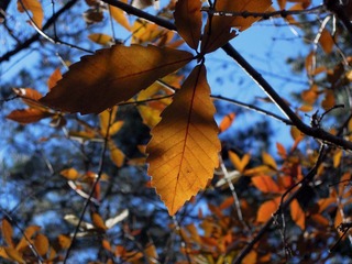 DSCN2731.jpg