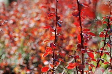 DSC_0226.jpg