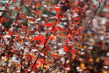 DSC_0228.jpg