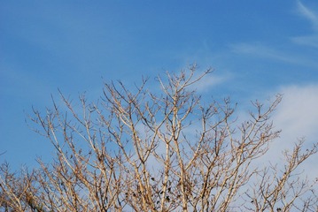 DSC_0240.jpg