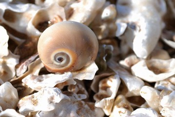 DSC_0343.jpg
