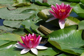 DSC_0087.jpg