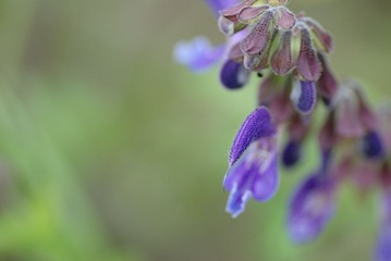 DSC_0133.jpg