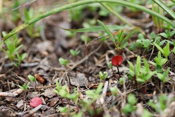 DSC_0176.jpg