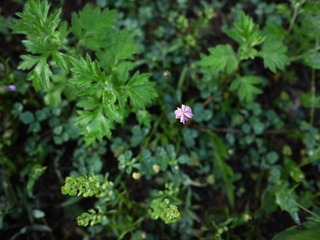P1040033.JPG