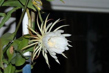 DSC_0267.jpg