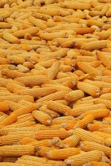 41009