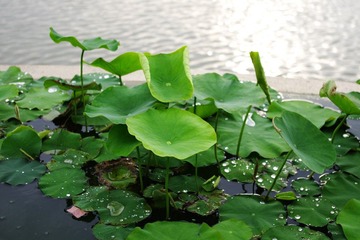 K__50162.JPG