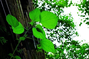 K__50285_conew1.JPG