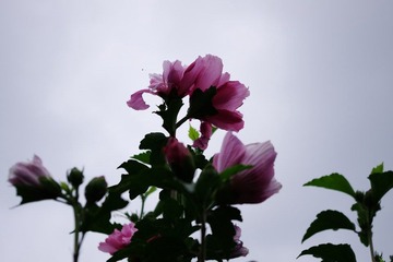 K__50847.JPG