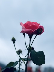 50C6AD8A-234B-4DA8-948B-3862E7C9C893/L0/001