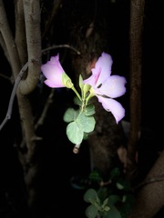 935A5A49-9FEA-41C0-A997-4262F5F09D6F/L0/001