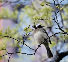 A4C33091-FADA-4639-A004-618094589970/L0/001