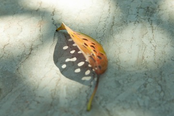1117730