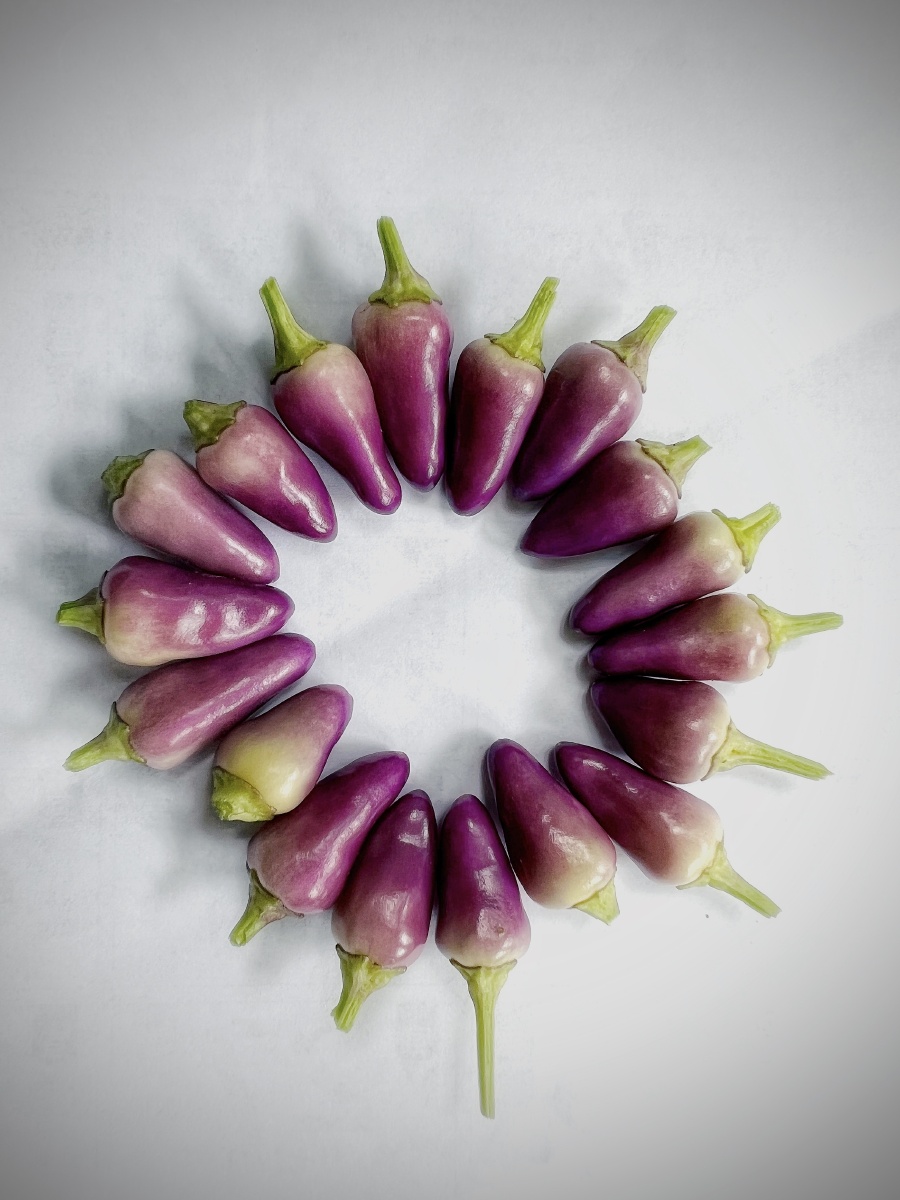 紫朝天椒~ - 一只耐人儿的兔子 - 图虫