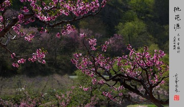 桃花源