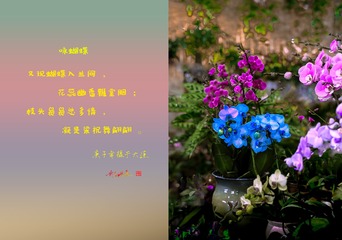 蝴蝶兰