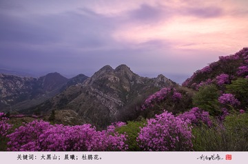 大黑山杜鹃图