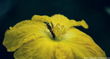 蜂.jpg
