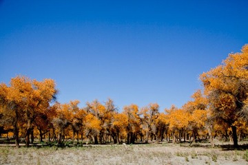 IMG_1418.jpg