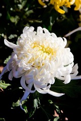 IMG_1678.jpg