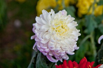 IMG_1682.jpg