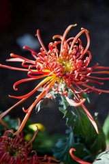 IMG_1689.jpg